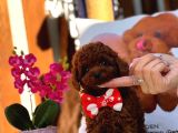 A kalite poodle kore teacup yavrularımız