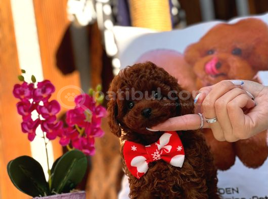 A kalite poodle kore teacup yavrularımız