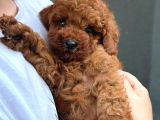 Kore Toy Poodle Yavrular