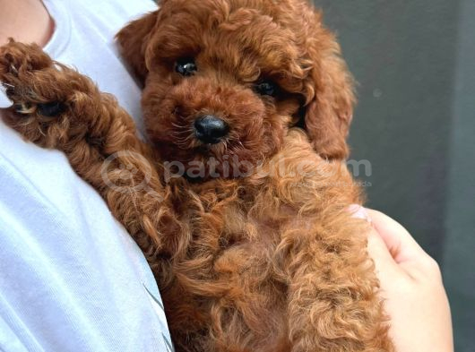 Kore Toy Poodle Yavrular görsel