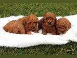 Toy Poodle Red Brown Yavrularimiz Yeni̇ Ai̇leleri̇ni̇ Bekli̇yor