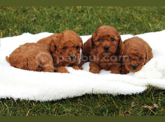 Toy Poodle Red Brown Yavrularimiz Yeni̇ Ai̇leleri̇ni̇ Bekli̇yor görsel