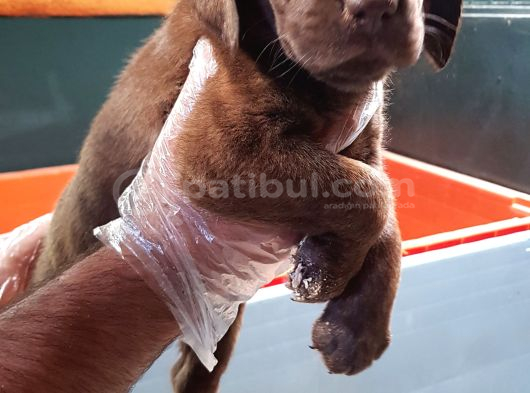 Si̇yah Ve Çi̇kolata A Kali̇te Labrador Yavrular görsel