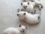 British Shorthair Blue Point Yavrular