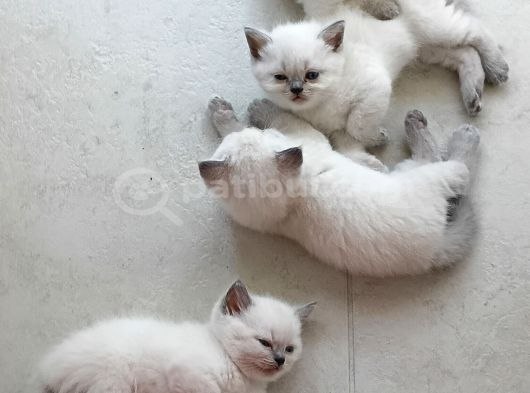 British Shorthair Blue Point Yavrular görsel