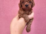 3 Aylık Redbrown Toy Poodle