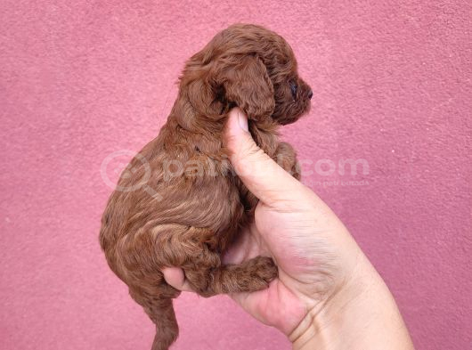 3 Aylık Redbrown Toy Poodle görsel