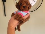 3 Aylık Redbrown Toy Poodle