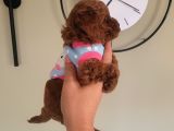 3 Aylık Redbrown Toy Poodle