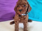 3 aylık redbrown toy poodle