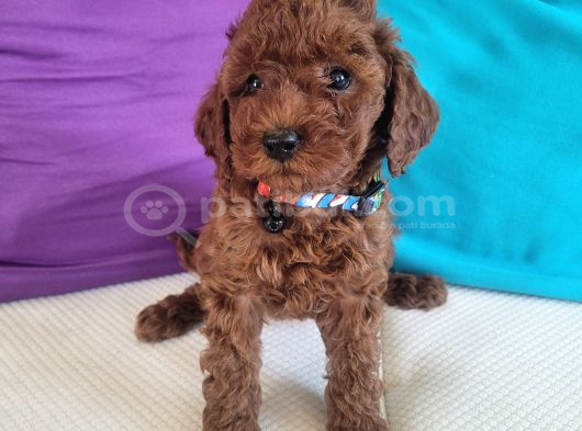 3 aylık redbrown toy poodle