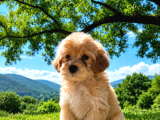 ORJİNAL MALTİPO YAVRULAR