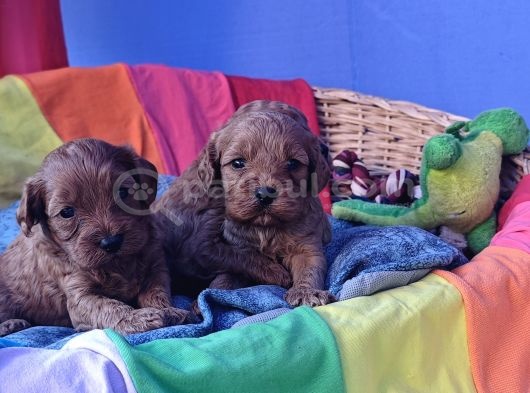 Gerçek Orji̇nal A Kali̇te Cavapoo Yavrular görsel