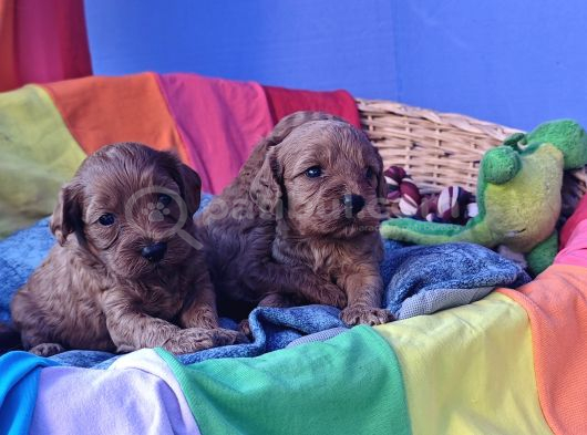 Gerçek Orji̇nal A Kali̇te Cavapoo Yavrular görsel