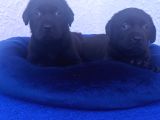 Si̇yah Ve Çi̇kolata A Kali̇te Labrador Yavrular