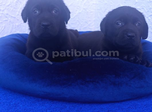 Si̇yah Ve Çi̇kolata A Kali̇te Labrador Yavrular görsel
