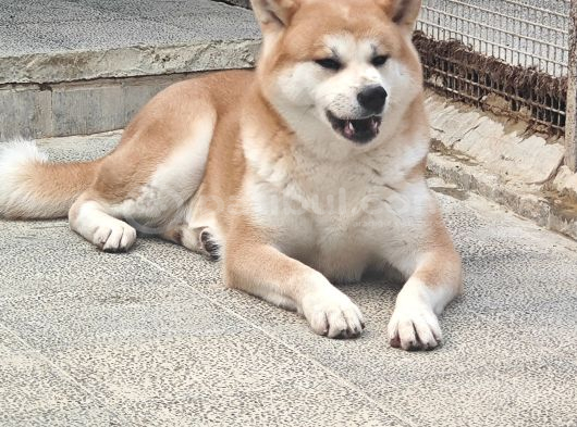 3 ve 4 yaşında dişi erkek Akita köpekleri mi veriyorum
