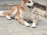 3 Ve 4 Yaşında Dişi Erkek Akita Köpekleri Mi Veriyorum