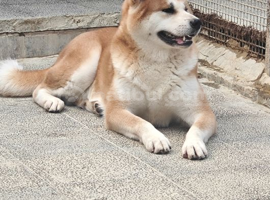 3 Ve 4 Yaşında Dişi Erkek Akita Köpekleri Mi Veriyorum görsel