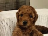 İNANİLMAZ KALİTE İNANİLMAZ FİYATLARA POODLE YAVRULAR