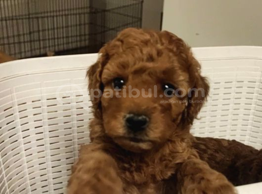 İNANİLMAZ KALİTE İNANİLMAZ FİYATLARA POODLE YAVRULAR