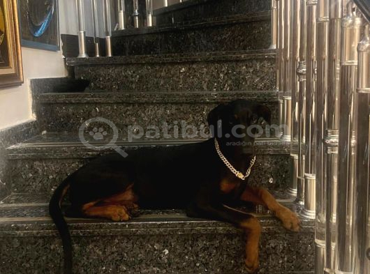 10 Ayli̇k Kahve Ve Si̇yah Orji̇nal Doberman Di̇şi̇