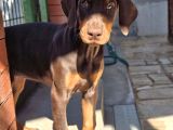 Üst Kalite Estetikli Ve Estetiksiz Kızıl Doberman