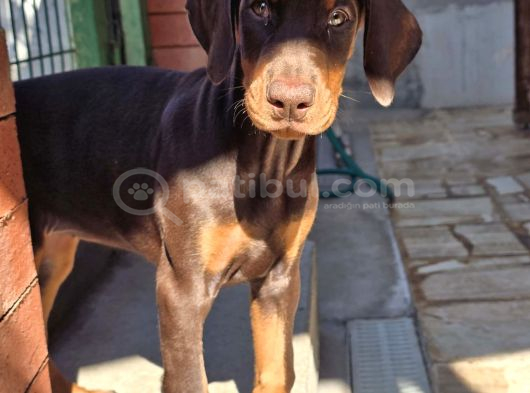 Üst Kalite Estetikli Ve Estetiksiz Kızıl Doberman görsel