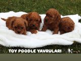 TOY POODLE RED BROWN YAVRULARIMIZ YENİ AİLELERİNİ BEKLİYOR