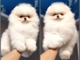 Petmode Köpek Çifliğinde Fcı Export Sçr Belgeli Pomeranian