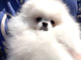 Petmode Köpek Çifliğinde Fcı Export Sçr Belgeli Pomeranian