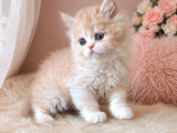 Pudra  soft güzellikte bebek yüzlü exotic longhair
