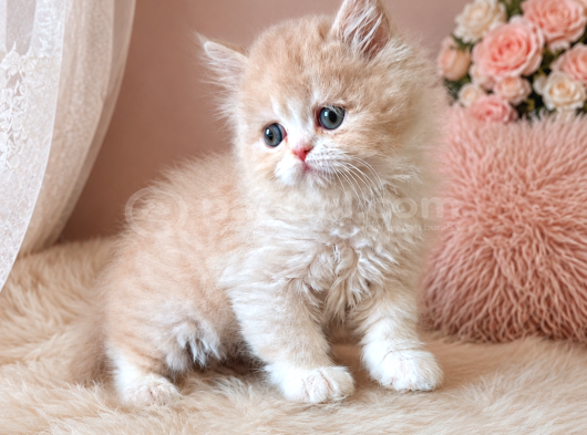 Pudra  Soft Güzellikte Bebek Yüzlü Exotic Longhair