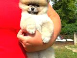 Orjinal Pomeranian Boo Yavrumuz