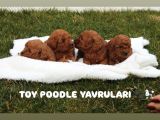 Toy Poodle Red Brown Yavrularimiz Yeni̇ Ai̇leleri̇ni̇ Bekli̇yor