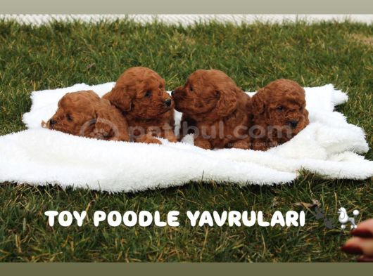 Toy Poodle Red Brown Yavrularimiz Yeni̇ Ai̇leleri̇ni̇ Bekli̇yor görsel