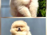 Petmode Köpek Çifliğinde Fcı Export Sçr Belgeli Pomeranian