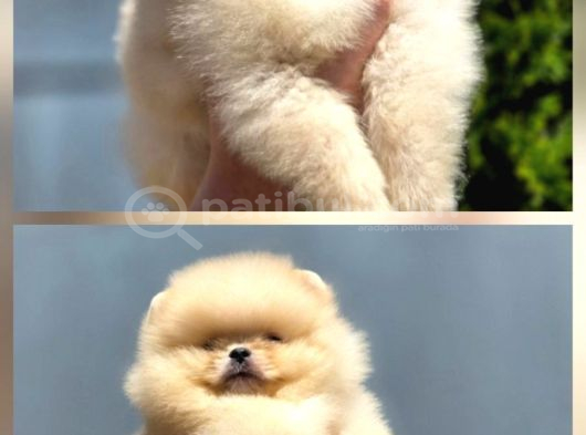 Petmode Köpek Çifliğinde Fcı Export Sçr Belgeli Pomeranian görsel