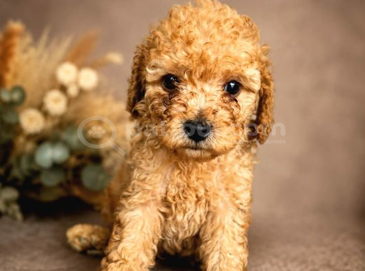 Kipkirmizi Red Toy Poodle Sevi̇mli̇ Yavrular görsel