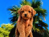 KIPKIRMIZI RED TOY POODLE SEVİMLİ YAVRULAR