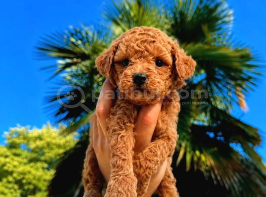 KIPKIRMIZI RED TOY POODLE SEVİMLİ YAVRULAR