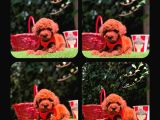 Kipkirmizi Red Toy Poodle Sevi̇mli̇ Yavrular