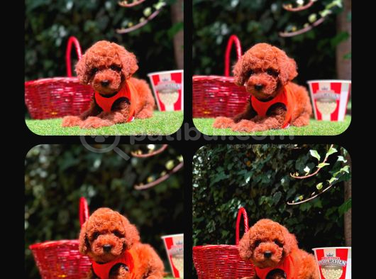 Kipkirmizi Red Toy Poodle Sevi̇mli̇ Yavrular görsel