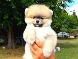 Orjinal Pomeranian Boo Yavrumuz