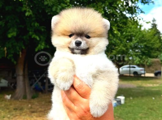 Orjinal Pomeranian Boo Yavrumuz görsel