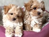 Kahve Tonlu Malti̇poo Ci̇nsi̇ Yavrular