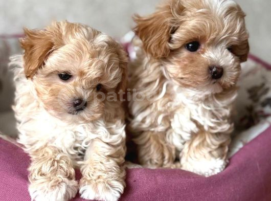 Kahve Tonlu Malti̇poo Ci̇nsi̇ Yavrular görsel