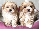 Kahve Tonlu Malti̇poo Ci̇nsi̇ Yavrular
