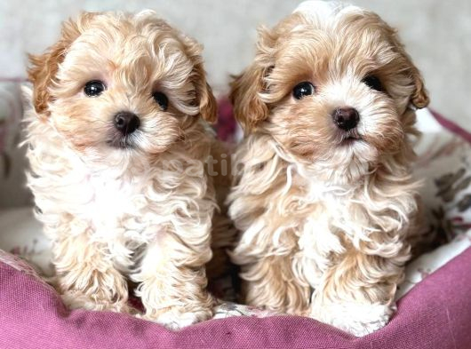 Kahve Tonlu Malti̇poo Ci̇nsi̇ Yavrular görsel