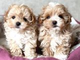Kahve Tonlu Malti̇poo Ci̇nsi̇ Yavrular